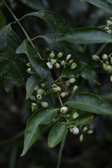 Chiococca phaenostemon