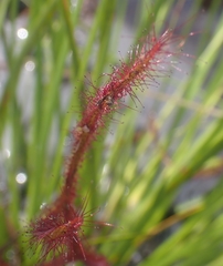 Drosera binata
