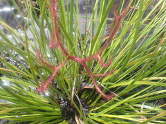 Drosera binata