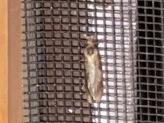 Amydria effrenatella