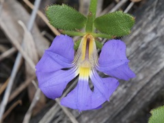 Scaevola striata