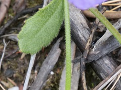 Scaevola striata