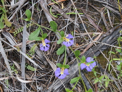 Scaevola striata