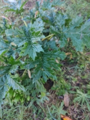 Heracleum mantegazzianum