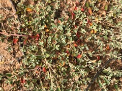 Atriplex semibaccata