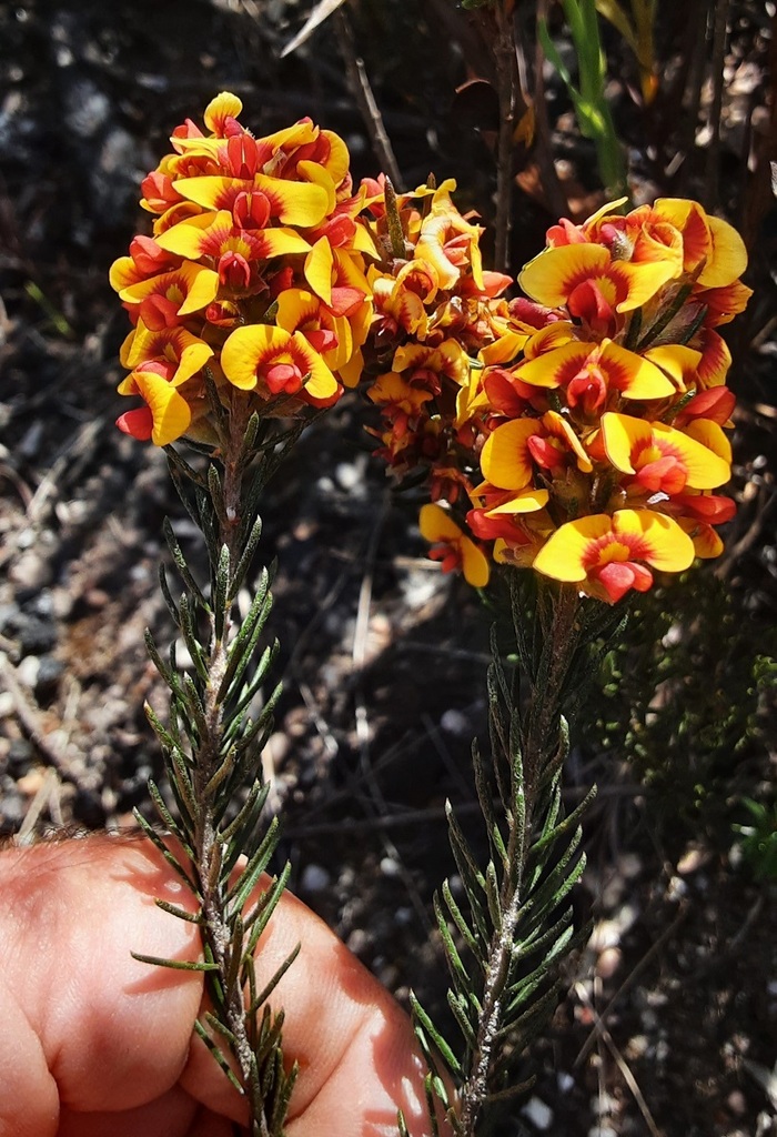 Showy Parrot Pea From Wolgan State Forest NSW 2790 Australia On