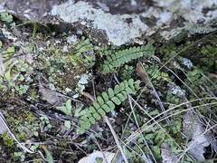 Asplenium resiliens