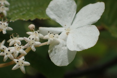 Viburnum furcatum