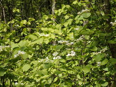 Viburnum furcatum