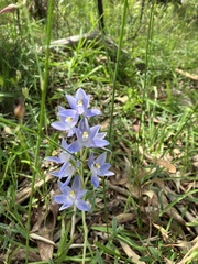 Thelymitra megcalyptra
