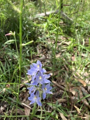 Thelymitra megcalyptra