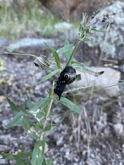 Bouvardia ternifolia
