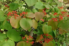 Viburnum furcatum