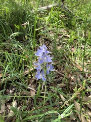 Thelymitra megcalyptra