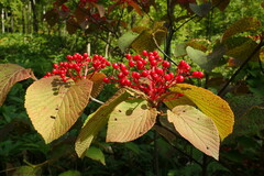 Viburnum furcatum