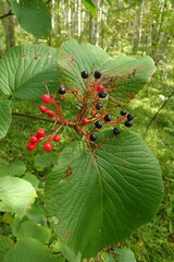 Viburnum furcatum