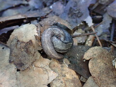 Prophysaon andersonii