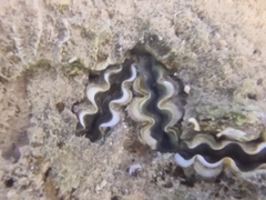 Tridacna crocea