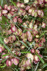 Dodonaea viscosa angustissima