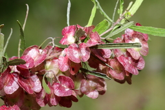 Dodonaea viscosa angustissima