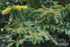 Combretum fruticosum