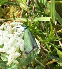Pollanisus viridipulverulenta