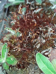 Ceratodon