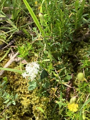 Pollanisus viridipulverulenta