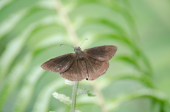 Ephyriades arcas