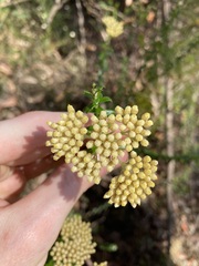 Cassinia denticulata