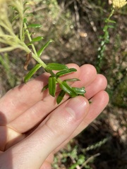 Cassinia denticulata