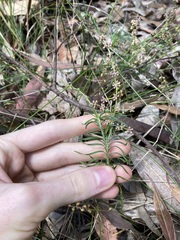 Lomandra obliqua