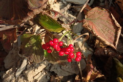 Viburnum wrightii