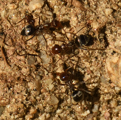 Endiodioctes