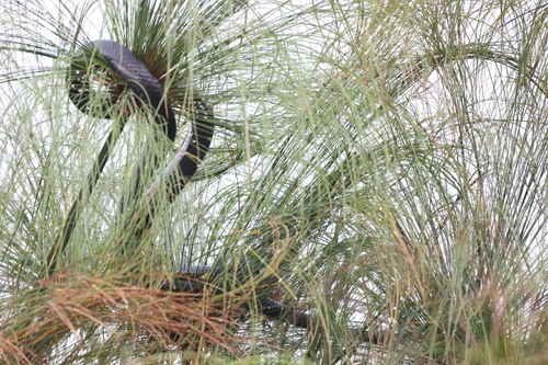 Brown Forest Cobra