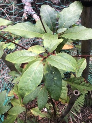 Sassafras randaiense