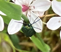 Pollanisus viridipulverulenta