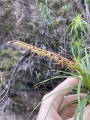 Dracophyllum secundum