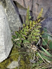 Asplenium richardii