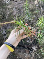 Dracophyllum secundum