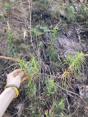Dracophyllum secundum