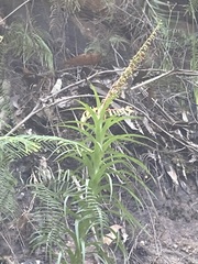 Dracophyllum secundum