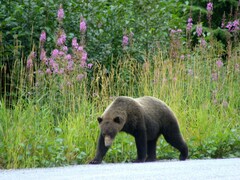 Ursus arctos sitkensis