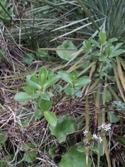 Traversia baccharoides