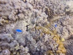 Pomacentrus coelestis