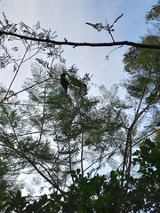 Trichoglossus chlorolepidotus