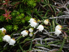 Cassiope lycopodioides