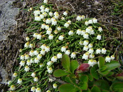 Cassiope lycopodioides