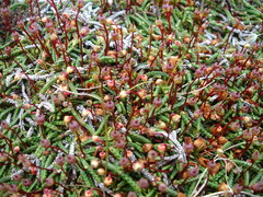 Cassiope lycopodioides