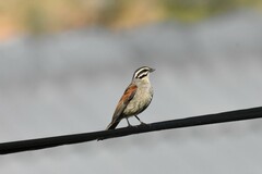 Emberiza capensis capensis